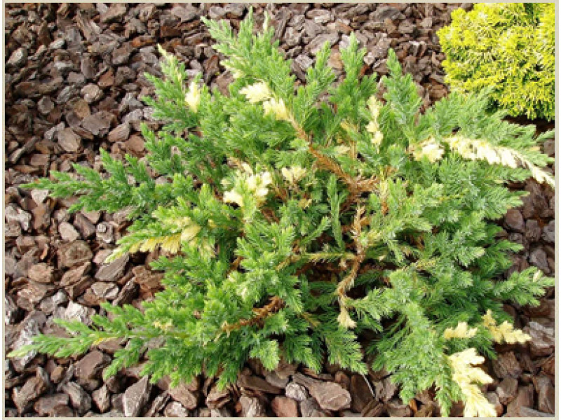 Expansa Variegata