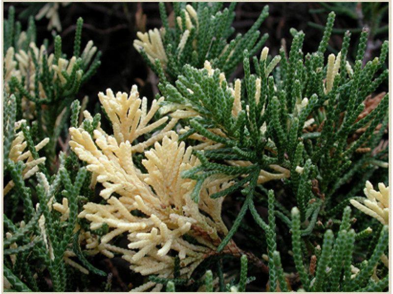Expansa Variegata