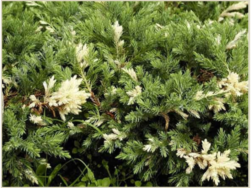 Expansa Variegata