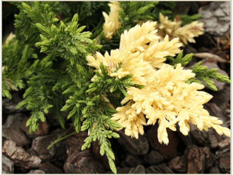 Expansa Variegata