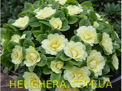 Lemon Chiffon