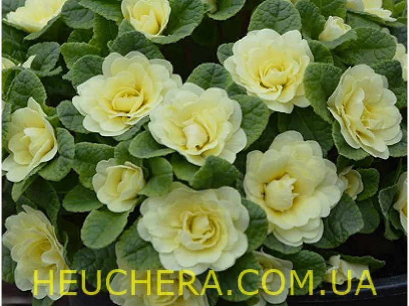 Lemon Chiffon