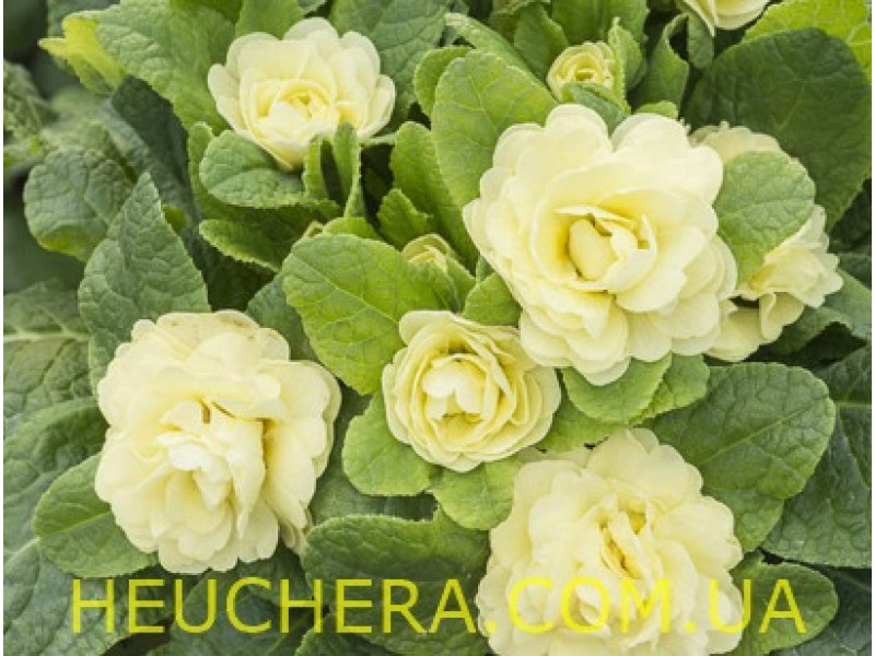 Lemon Chiffon