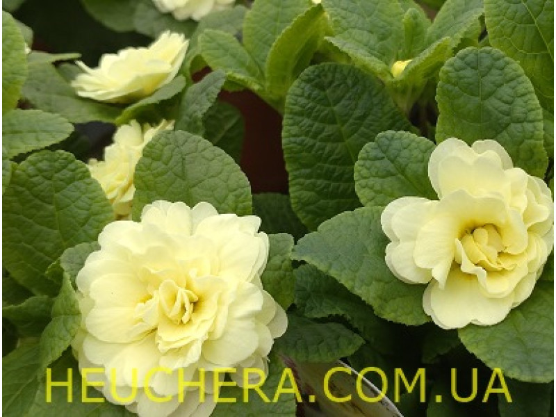 Lemon Chiffon