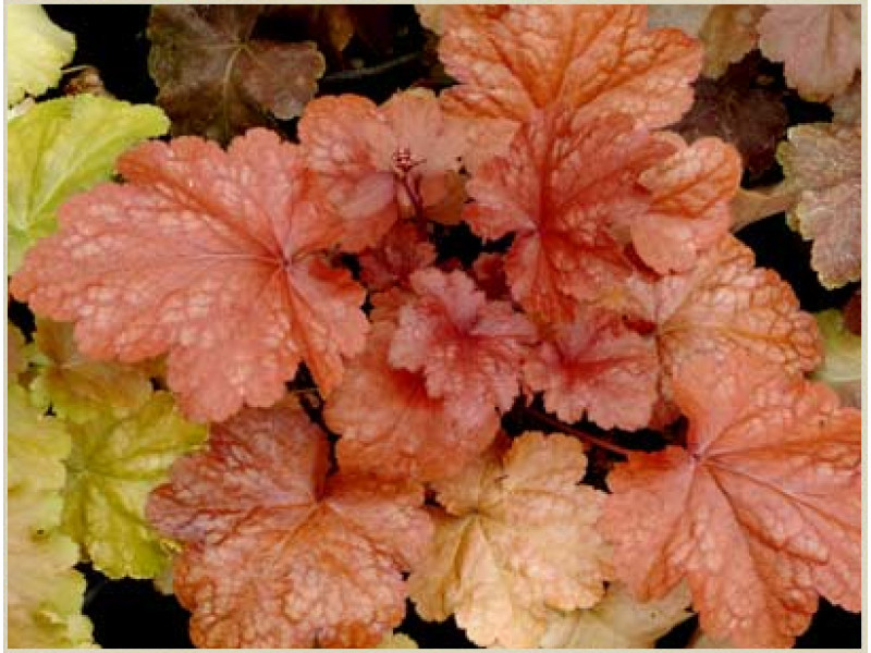 Peach Melba