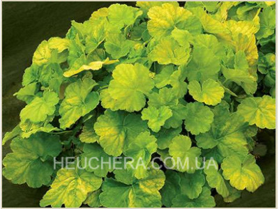 Northern Exposure Lime