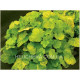 Northern Exposure Lime