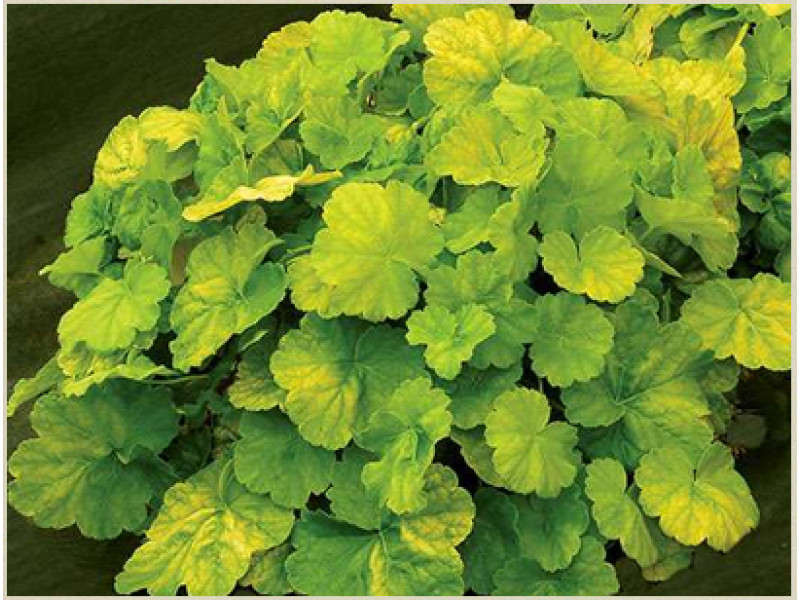 Northern Exposure Lime