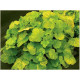 Northern Exposure Lime
