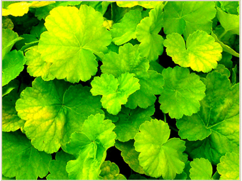 Northern Exposure Lime