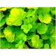 Northern Exposure Lime
