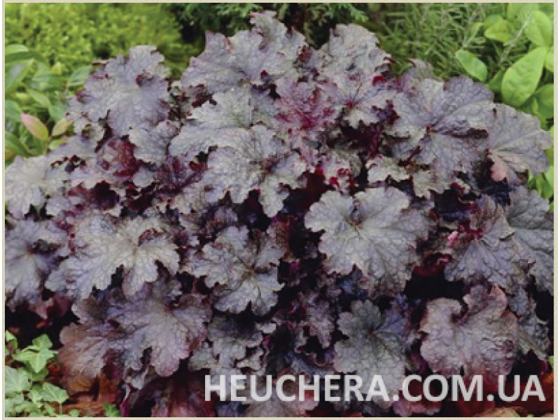 Plum Crazy