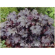 Plum Crazy