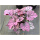 Rose Granita