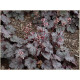 Rose Granita
