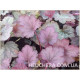 Rose Granita