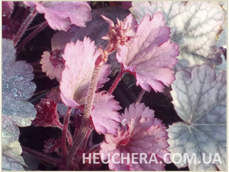 Rose Granita