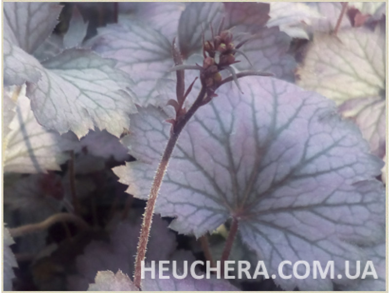 Rose Granita