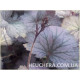Rose Granita