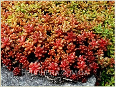 Coral Carpet