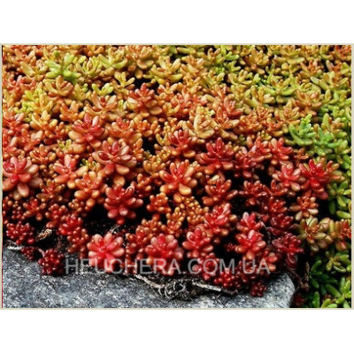 очиток Coral Carpet