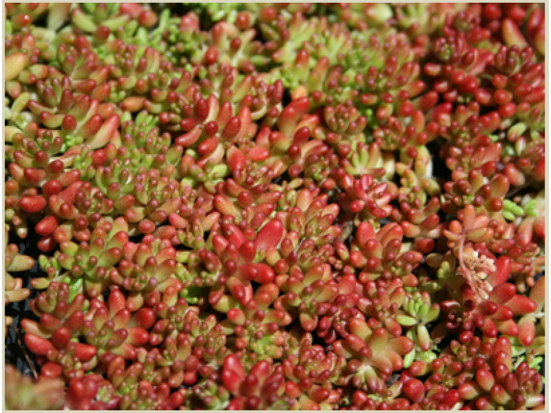 Coral Carpet