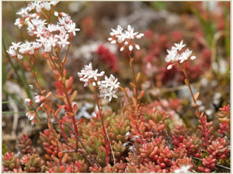 Coral Carpet