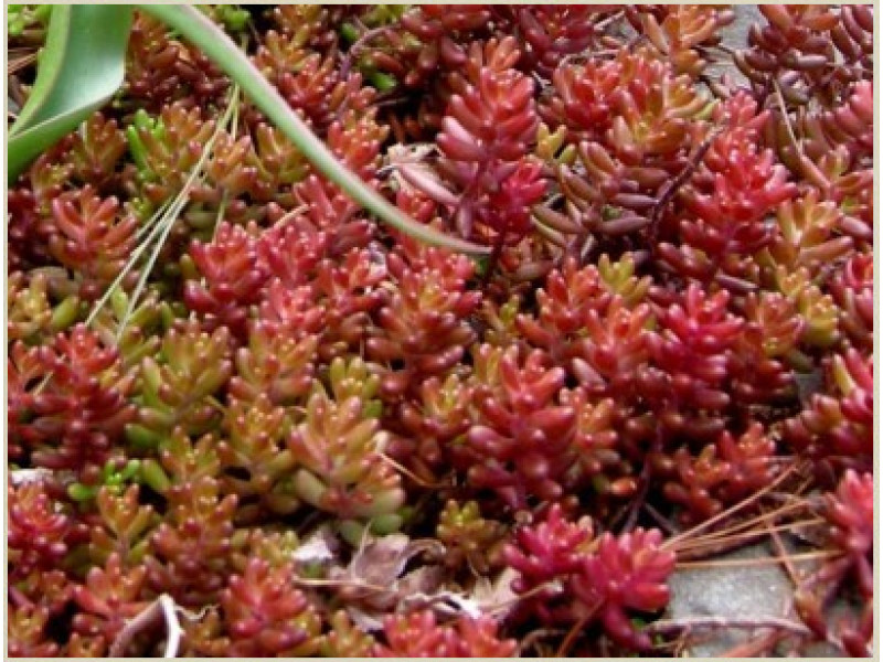 Coral Carpet