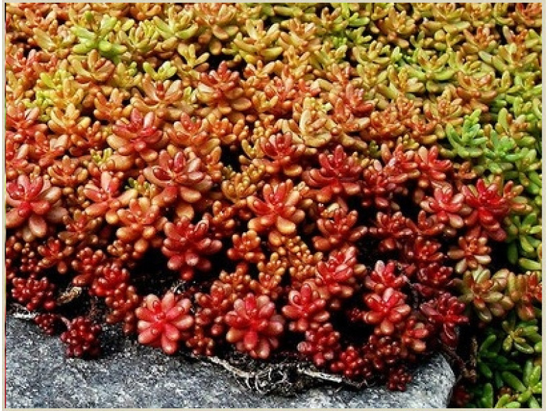 Coral Carpet