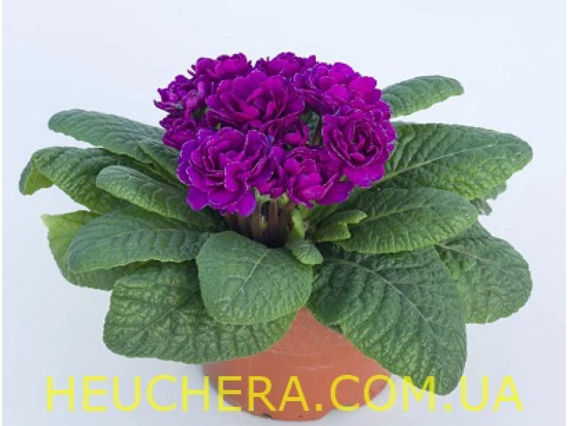 Purple Diamond