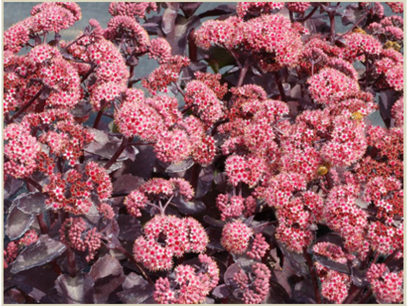 Cherry Truffle