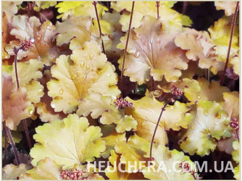Amberous