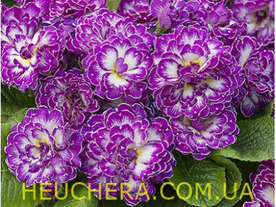 Purple Down