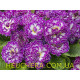 Purple Down