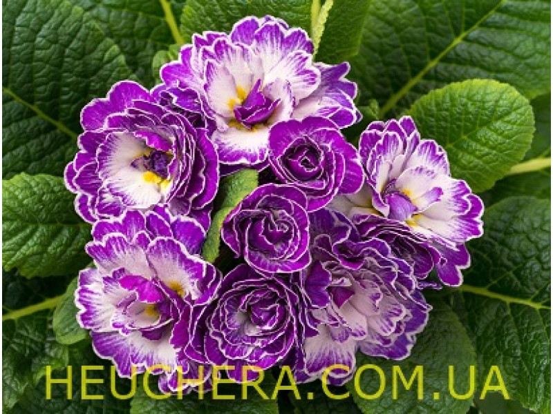 Purple Down