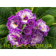 Purple Down