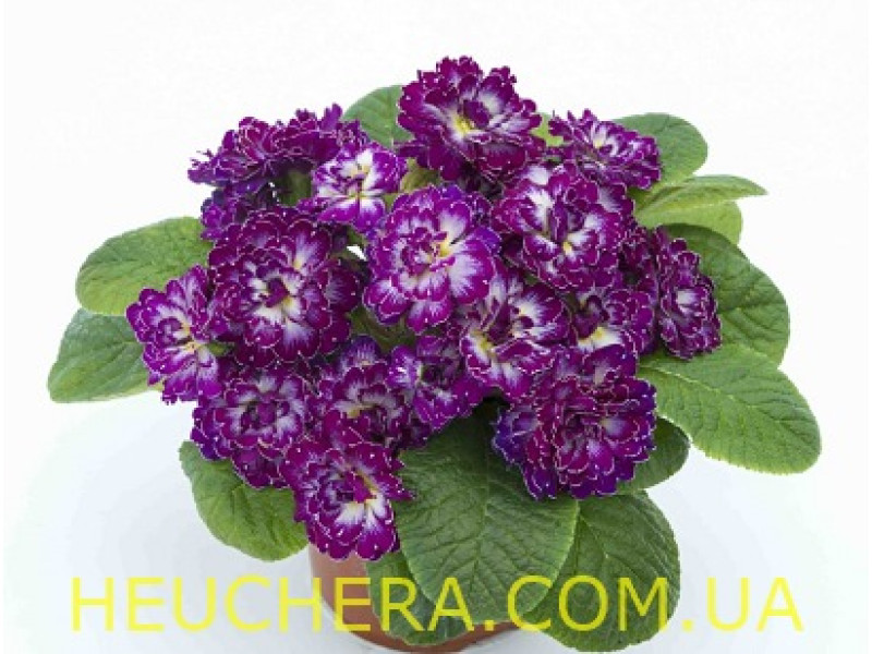 Purple Down