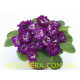 Purple Down