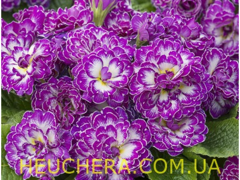 Purple Down