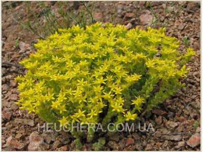 Aurea