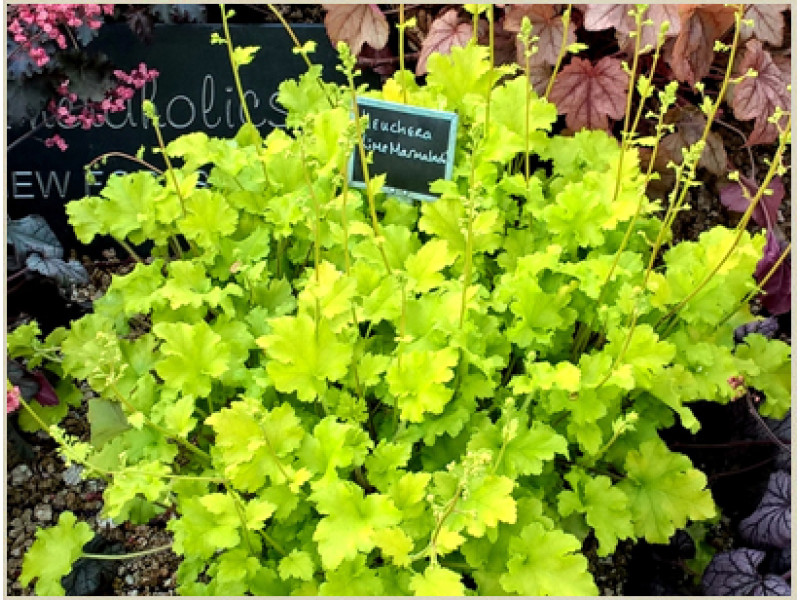 Lime Marmalade