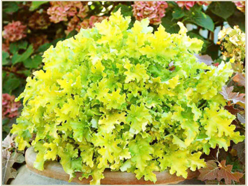 Lime Marmalade