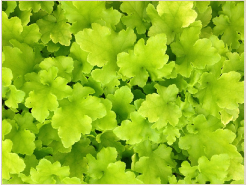 Lime Marmalade