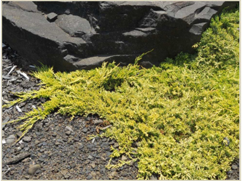 Golden Carpet