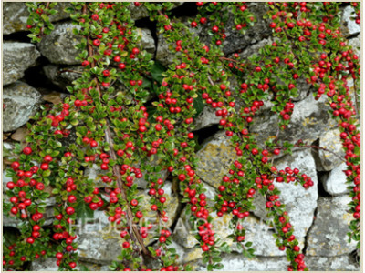 Cotonester horizontalis
