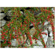 Cotonester horizontalis
