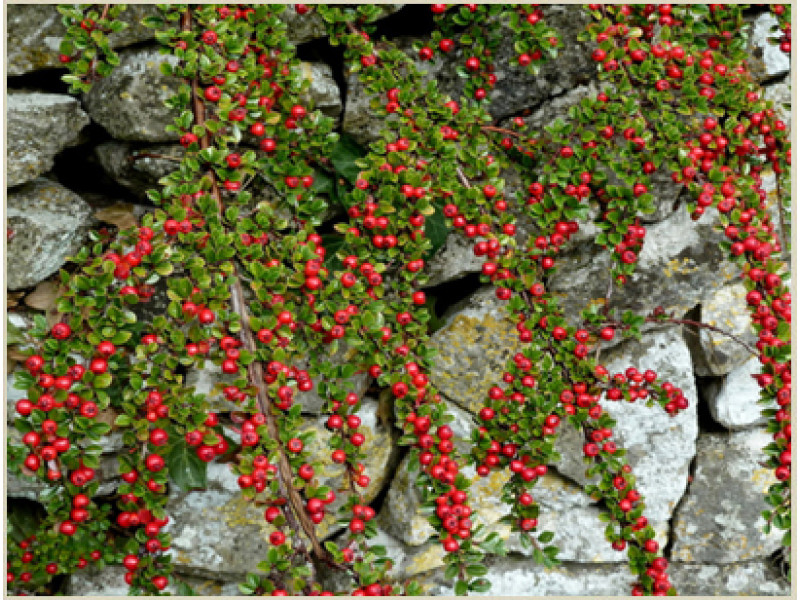 Cotonester horizontalis