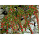 Cotonester horizontalis
