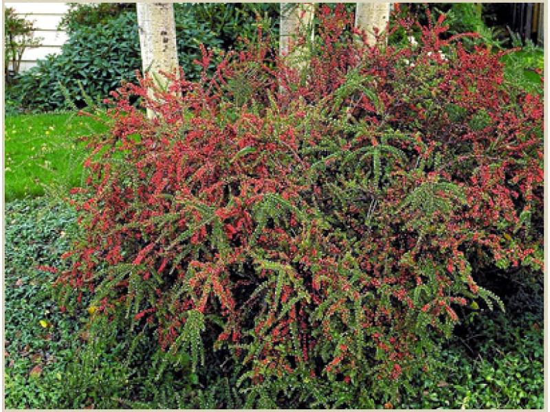 Cotonester horizontalis