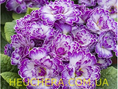 Lively Lilac
